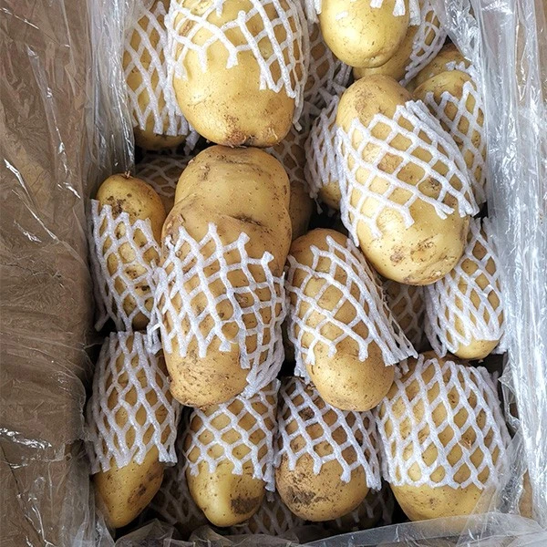 Fresh New Crop Yellow Skin Potato suppliers