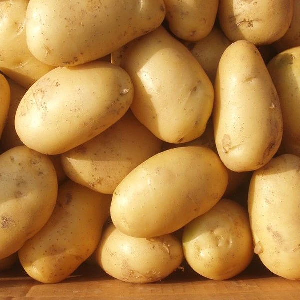 Fresh New Crop Yellow Skin Potato factory